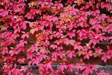Bluszcz. Jesienne barwy pnącego bluszczu po ceglanym murze.