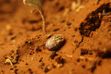 A female tick dying after laying thousands of eggs, completing her life cycle. A powerful macro shot showing nature’s reproductive sacrifice. Ideal for science, biology, or educational use.
