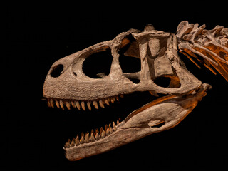 Dinosaur exhibition from Patagonia (Argentina)