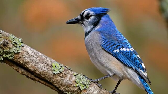 A vibrant blue jay perched on a lichencovered branch with an outoffocus warm background