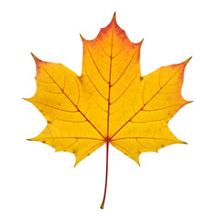Obraz premium maple leaf still life of autumn foliage, yellow color, with stem and natural veins, isolated on white or transparent background. PNG