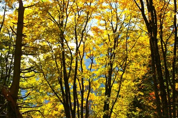 Yellow colored autumn foliage of a sycamore maple tree