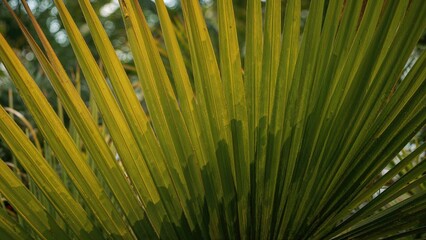 close up yellow and green palm leaf texture