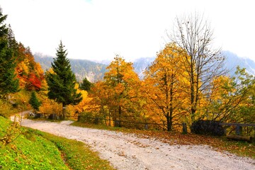 Gravel road at Ljubelj pass in Karavanke mountains, Gorenjska, Slovenia with trees in orange autumn foliage
