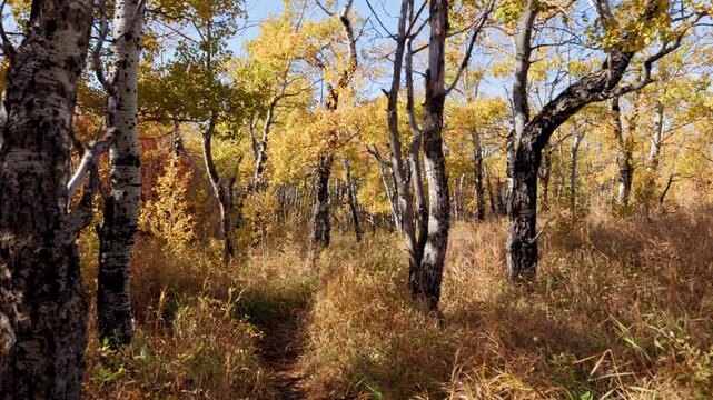 Walking through the woods in Autumn