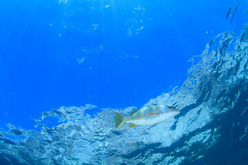 A silvery fish swims near the surface in the Sea of Cortez.