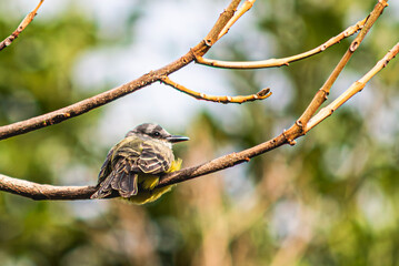 Beautiful colombian bird in a tree branch
