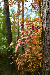 Jesienne kolory w lesie.