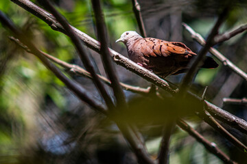 Beautiful colombian dove in a tree branch