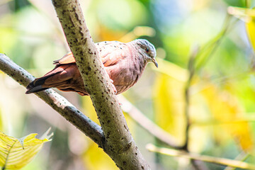 Beautiful colombian bird in a tree branch