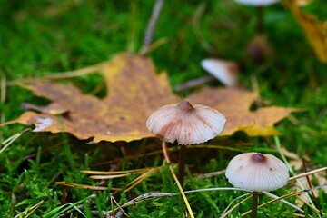 Jesienne kolory w lesie.