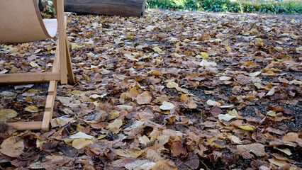 Autumn leaves blanket the ground in a peaceful outdoor setting