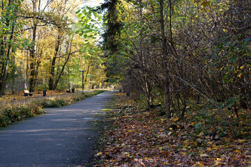 Walking path through a colorful autumn forest with golden leaves