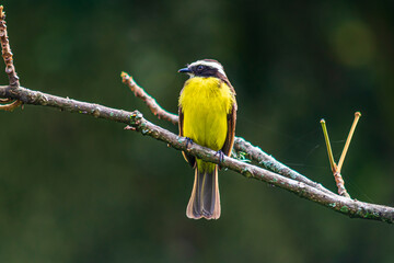 Beautiful colombian bird in a tree branch