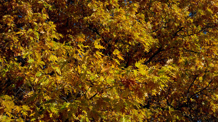 Vibrant autumn leaves create a golden canopy in the sunlight