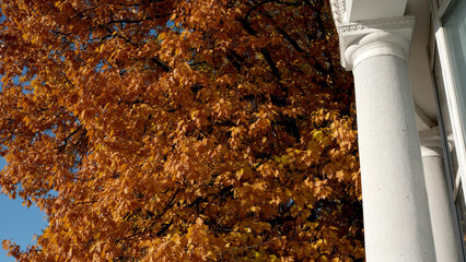 Vibrant autumn leaves contrast with classic architectural details