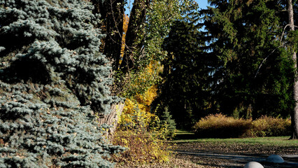 Colors of autumn in a tranquil park on a sunny afternoon