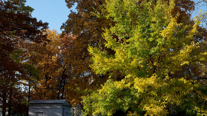Autumn colors bring life to a peaceful park scene in daylight
