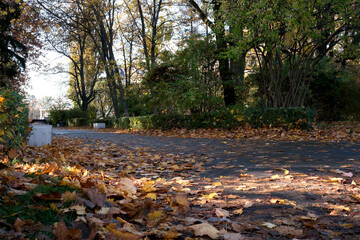Golden leaves carpet the winding path through an autumn park