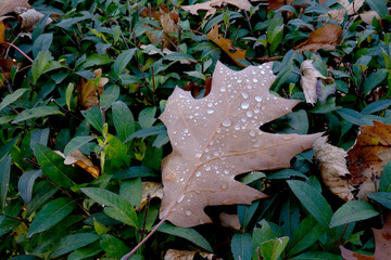 Beautiful fallen leaf with raindrops nestled on green plants