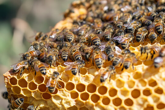 A frame full of busy bees crawling over a honeycomb surface - Powered by Adobe