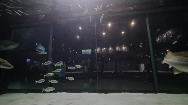 A sand shark glides gracefully in the Cape Town Oceanarium, appearing to levitate in crystal-clear water filled with soft light, captured from inside the tank as if floating beside this majestic