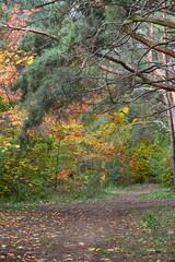 Jesienne kolory w lesie.