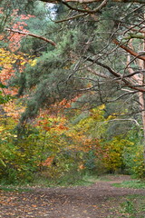 Jesienne kolory w lesie.