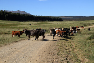 Obraz premium Dirt roads in the QwaQwa area. Cattle on the road. Nature and mountains in the background.