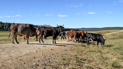 Dirt roads in the QwaQwa area. Cattle on the road. Nature and mountains in the background.