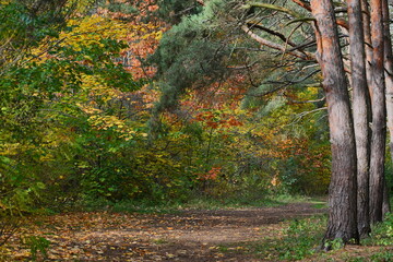 Jesienne kolory w lesie.