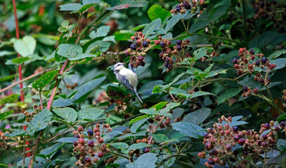 Blue tits feeding on blackberries