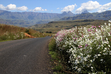 Tar road and cosmos flowers in the foreground. Traditional QwaQwa houses and the Drakensberg mountains in the back ground. South Africa. 