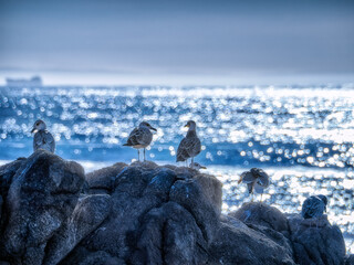 Grupo de gaviotas descansando en unas rocas en la costa contemplando el mar brillante y el horizonte