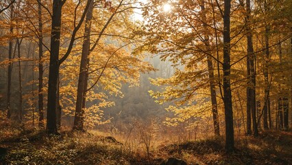 Fototapeta premium Morning in a sunny forest with yellow autumnal foliage.