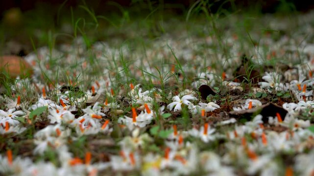 Night Jasmine or Coral Jasmine scientific name Nyctanthes arbor-tristis also known as Parijat or Shiuli panning shot 1