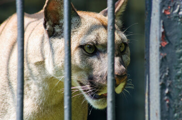 Majestic cougar stares intently through cage bars