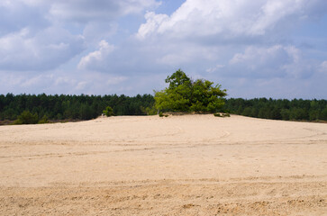 Explore a serene Kozlowska Desert landscape with distant forest, Poland