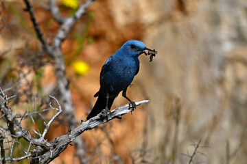 männliche Blaumerle mit Futter im Schnabel // Blue rock thrush male with food in the beak (Monticola solitarius) 