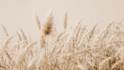 Obraz premium Dry beige flowers and grass macro of pampas