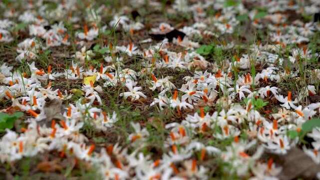 Night Jasmine or Coral Jasmine scientific name Nyctanthes arbor-tristis also known as Parijat or Shiuli panning shot 2