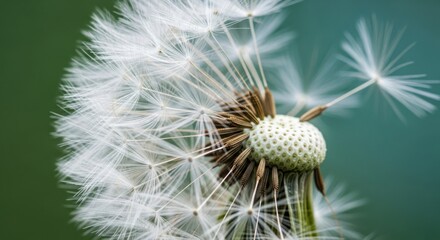 Closeup macro shot of a dandelion seed head with some seeds blowing away in the wind