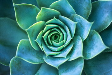 A time-travel effect applied to a spiral succulent growing rapidly