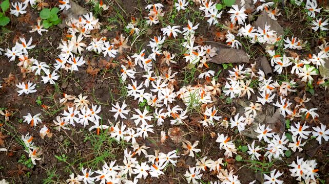 Night Jasmine or Coral Jasmine scientific name Nyctanthes arbor-tristis also known as Parijat or Shiuli panning shot 4