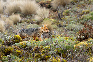 Culpeo or Andean fox exploring the high-altitude páramo in Antisana Ecological Reserve, Ecuador