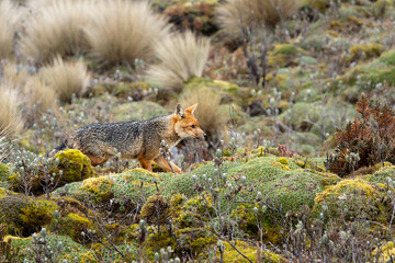Andean fox walking through mossy páramo vegetation in the Ecuadorian Andes