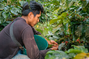young Latin American farmer picking coffee cherries in the Yungas region of Bolivia - coffee concept