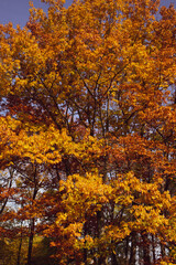 Dywany z liści jesiennych, kolorowych, polska złota jesień