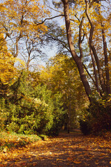 Dywany z liści jesiennych, kolorowych, polska złota jesień