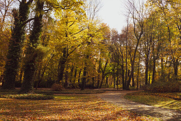 Aleja parkowa w jesiennej, złotej odsłonie
